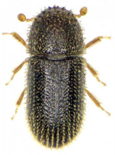 Hypothenemus eruditus
